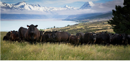 Unveiling the Superiority of New Zealand Grass-Fed Beef Over its US Counterpart