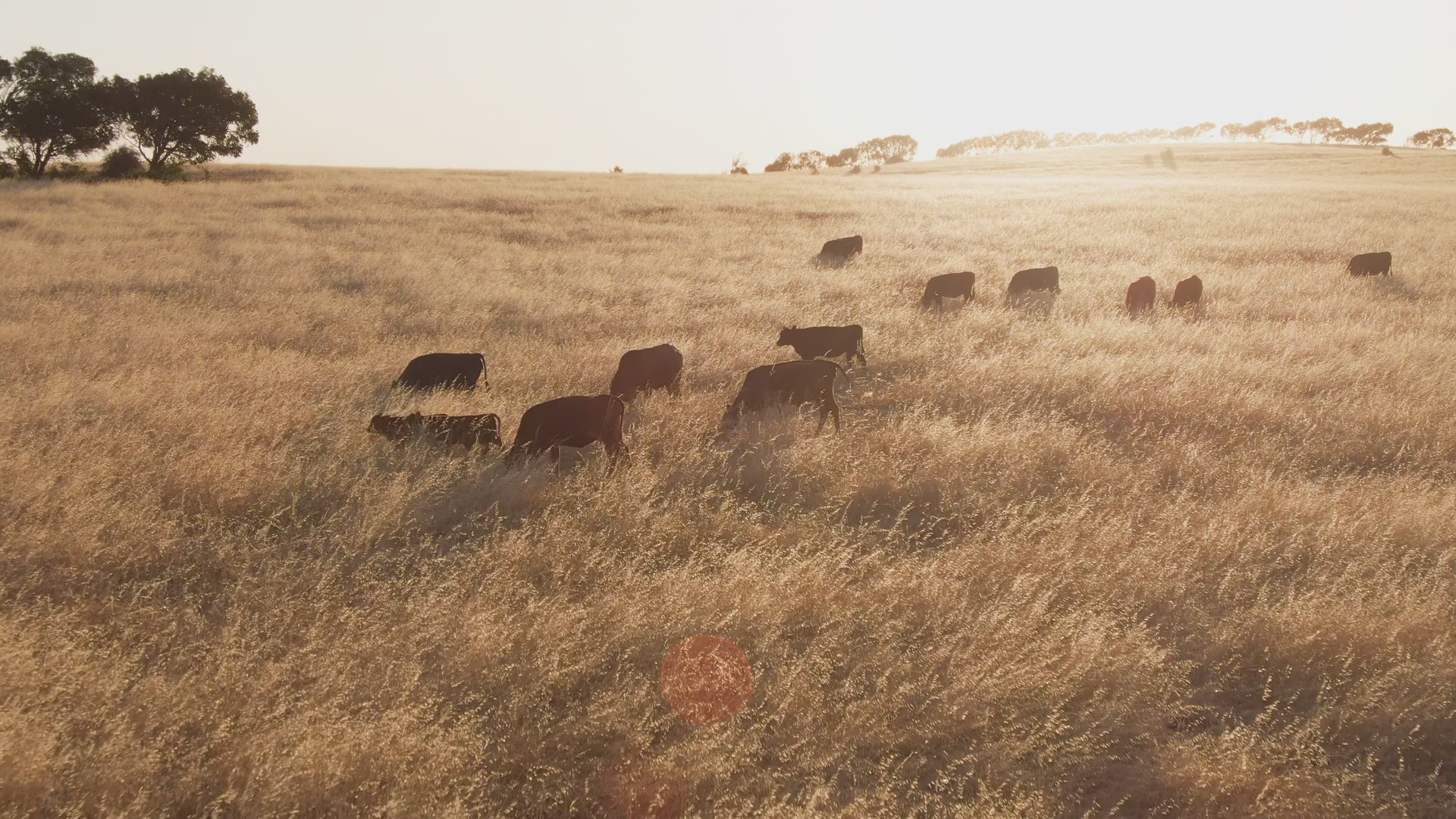 Load video: Aerial view of cattle grazing on golden hay grass during a beautiful sunset.